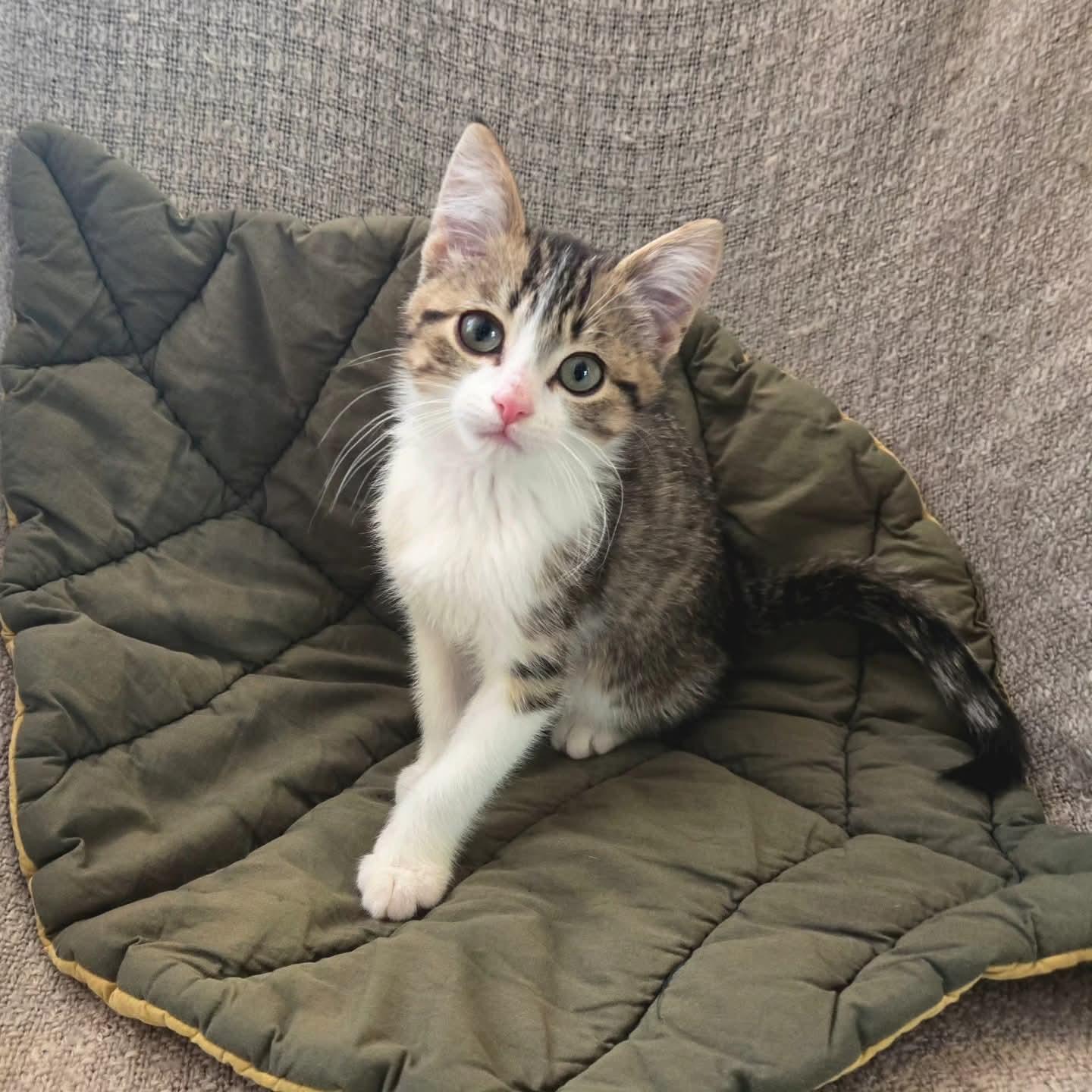 Enlarge Turbo, an adopted Domestic Short Hair in Winnipeg, MB image 2/4