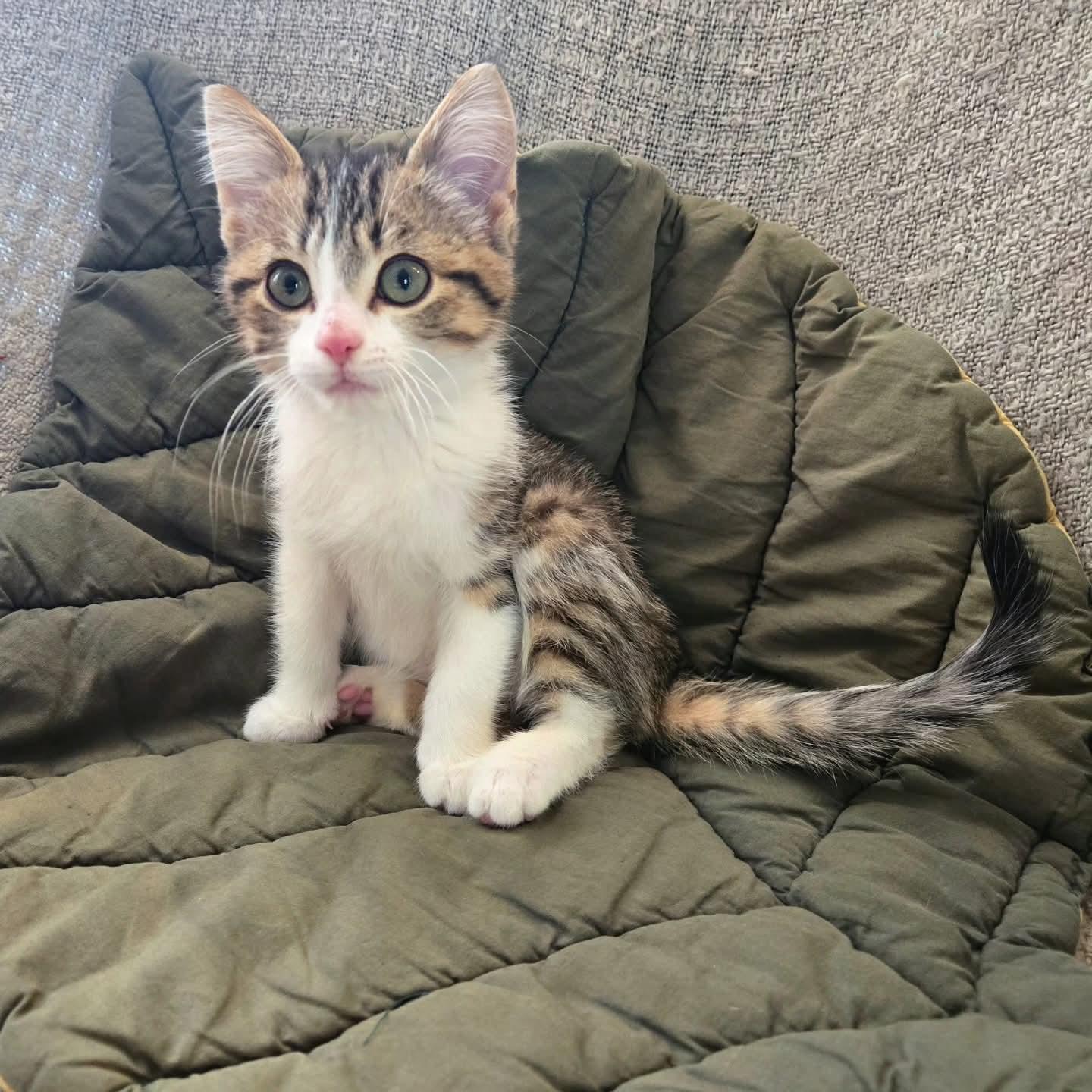 Enlarge Turbo, an adopted Domestic Short Hair in Winnipeg, MB image 1/4