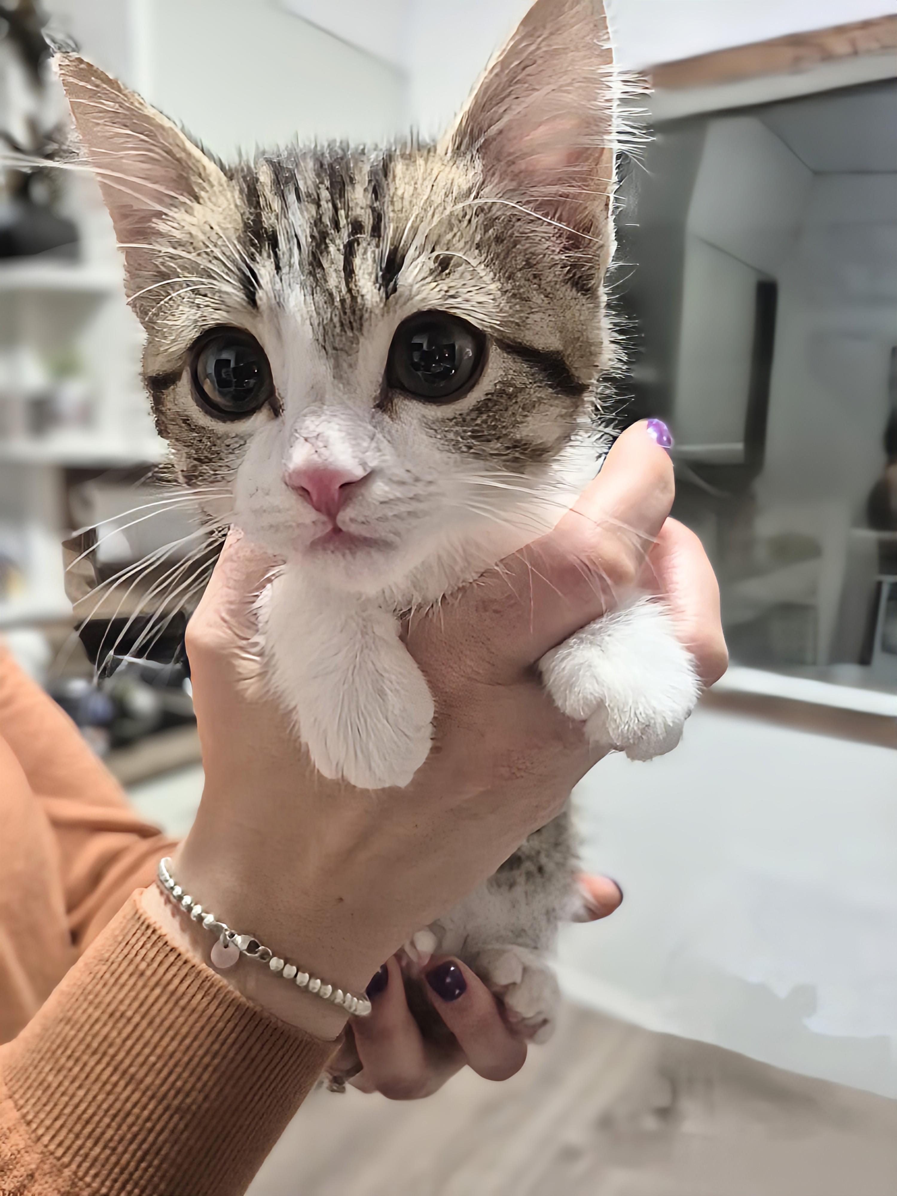 Enlarge Turbo, an adopted Domestic Short Hair in Winnipeg, MB image 3/4