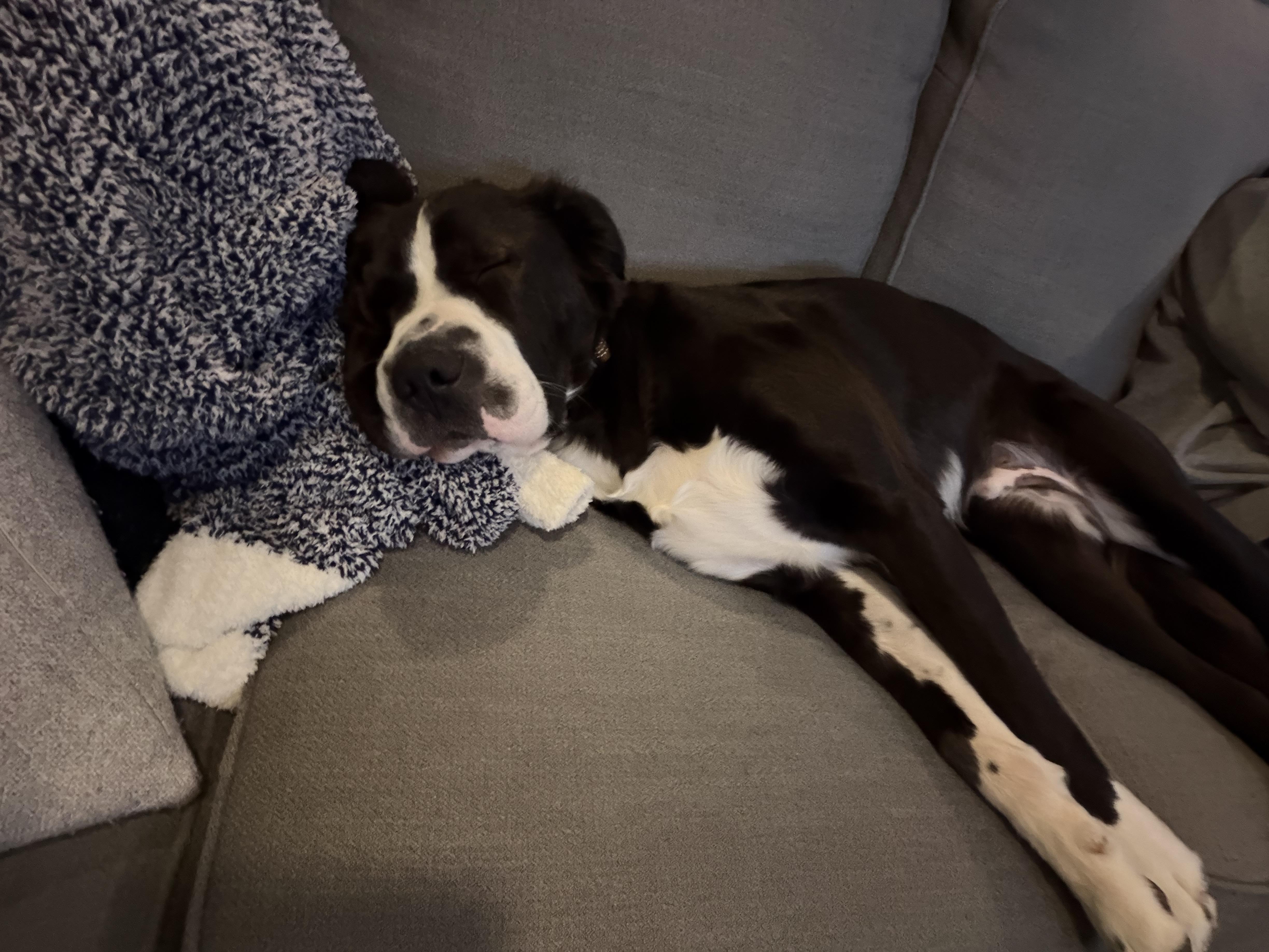 Griffin, ADOPTABLE, Adult Male Retriever.
