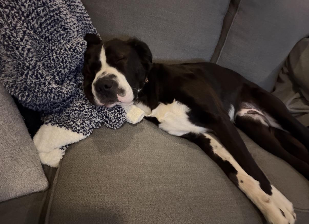 Griffin, a ADOPTABLE mixed breed in Douglas, MA image 2/6