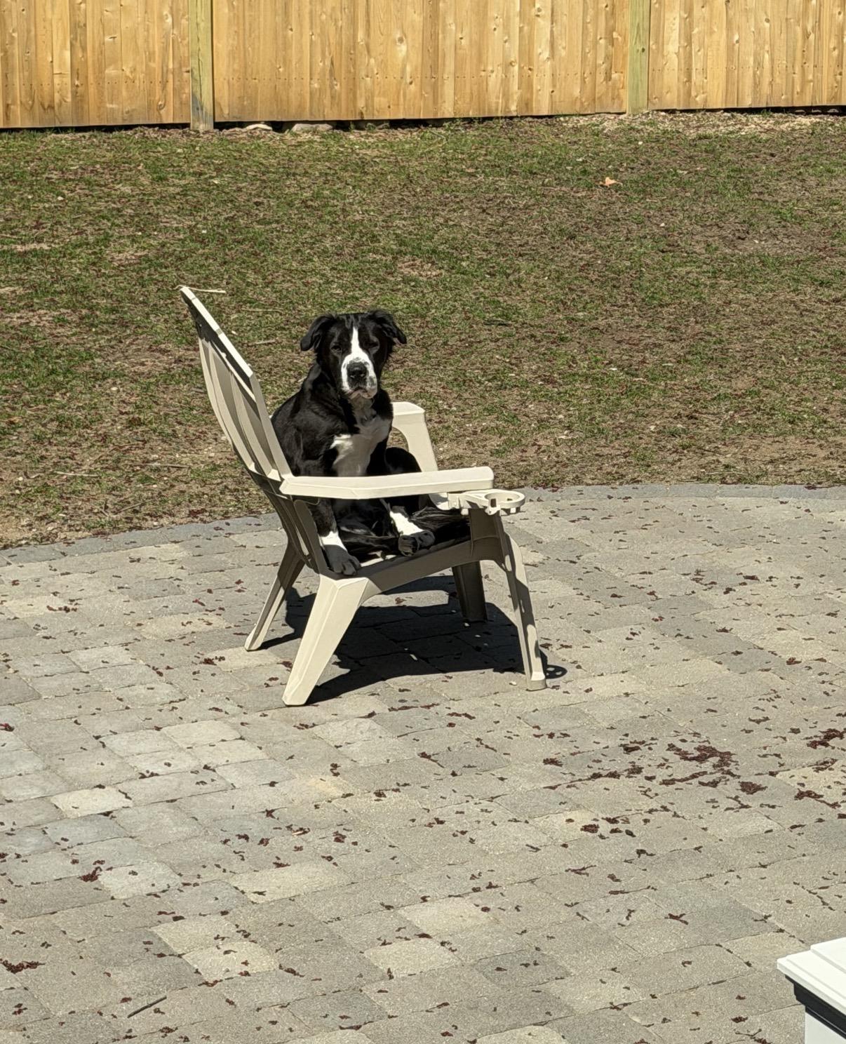 Griffin, a ADOPTABLE mixed breed in Douglas, MA image 3/6