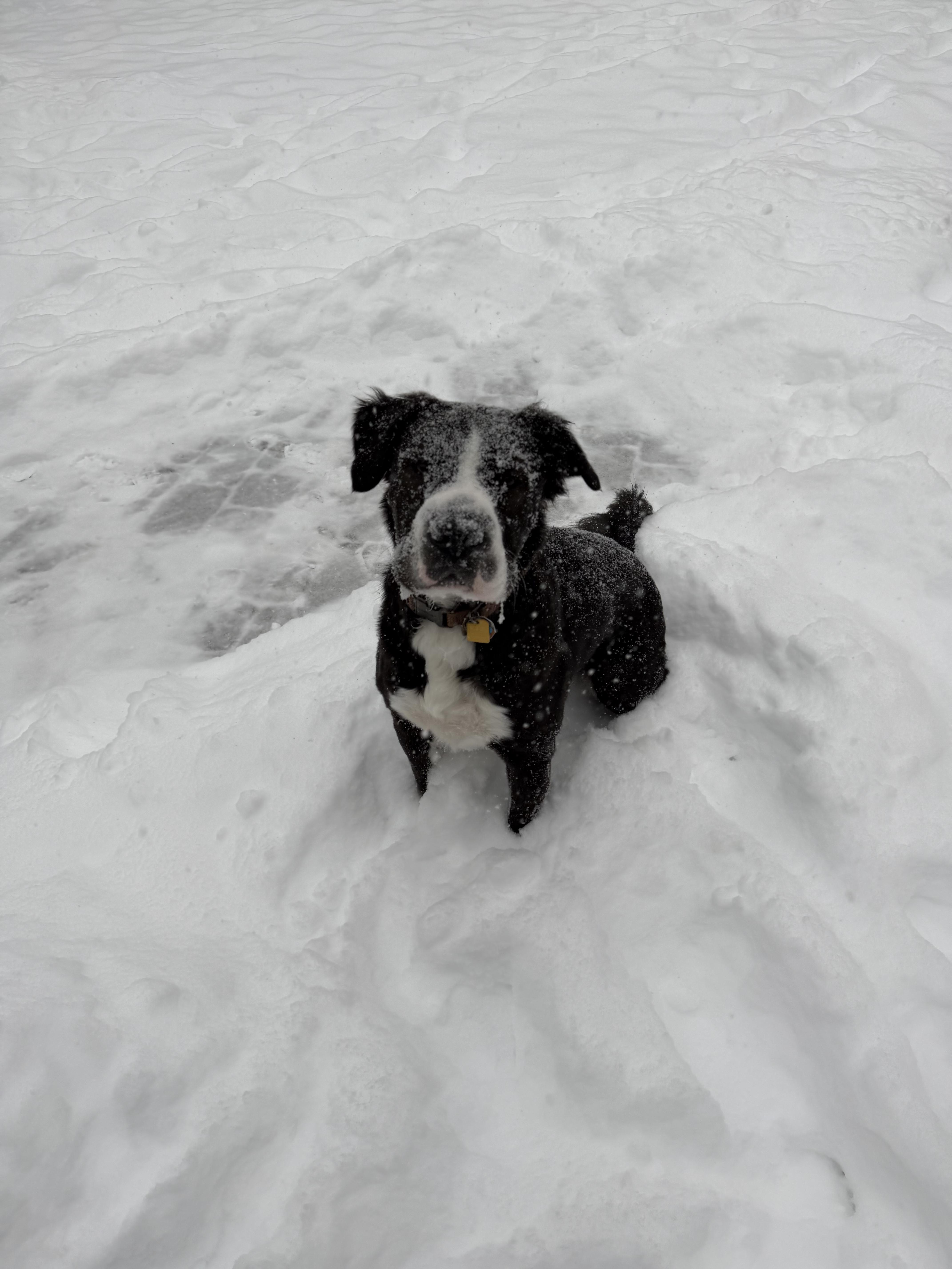 Griffin, a ADOPTABLE mixed breed in Douglas, MA image 5/6