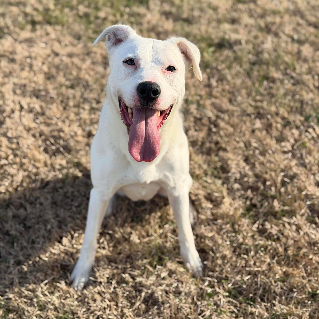 Tatum, Adoptable, Young Female Mixed Breed.