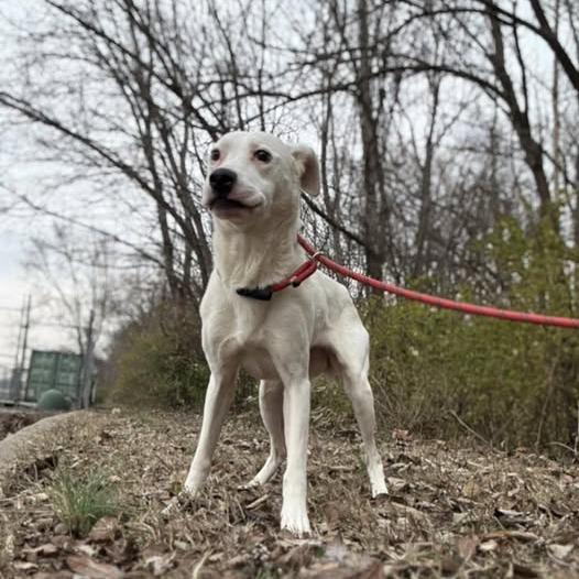Enlarge Tatum, a Adoptable Mixed Breed in Jeffersonville, IN image 3/4