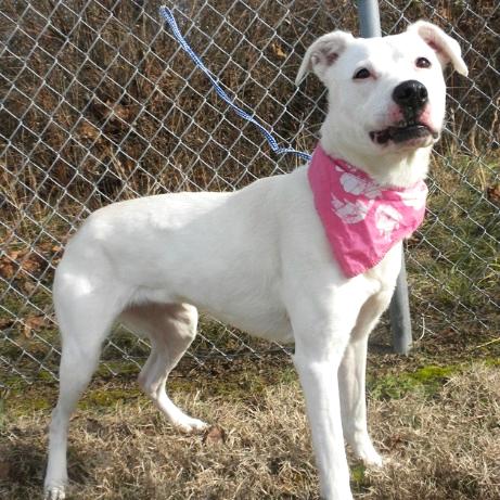 Enlarge Tatum, a Adoptable Mixed Breed in Jeffersonville, IN image 4/4
