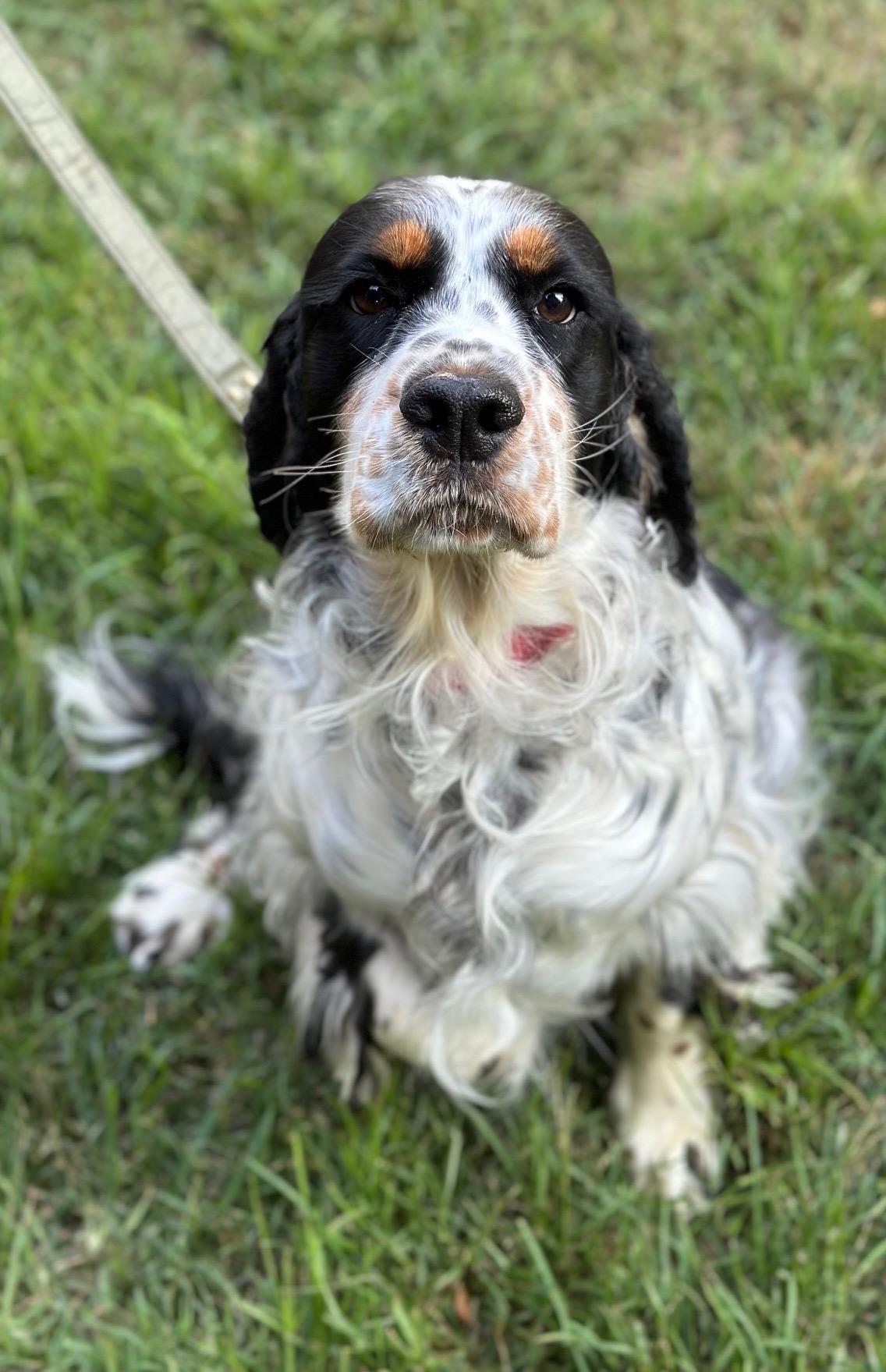 Willow