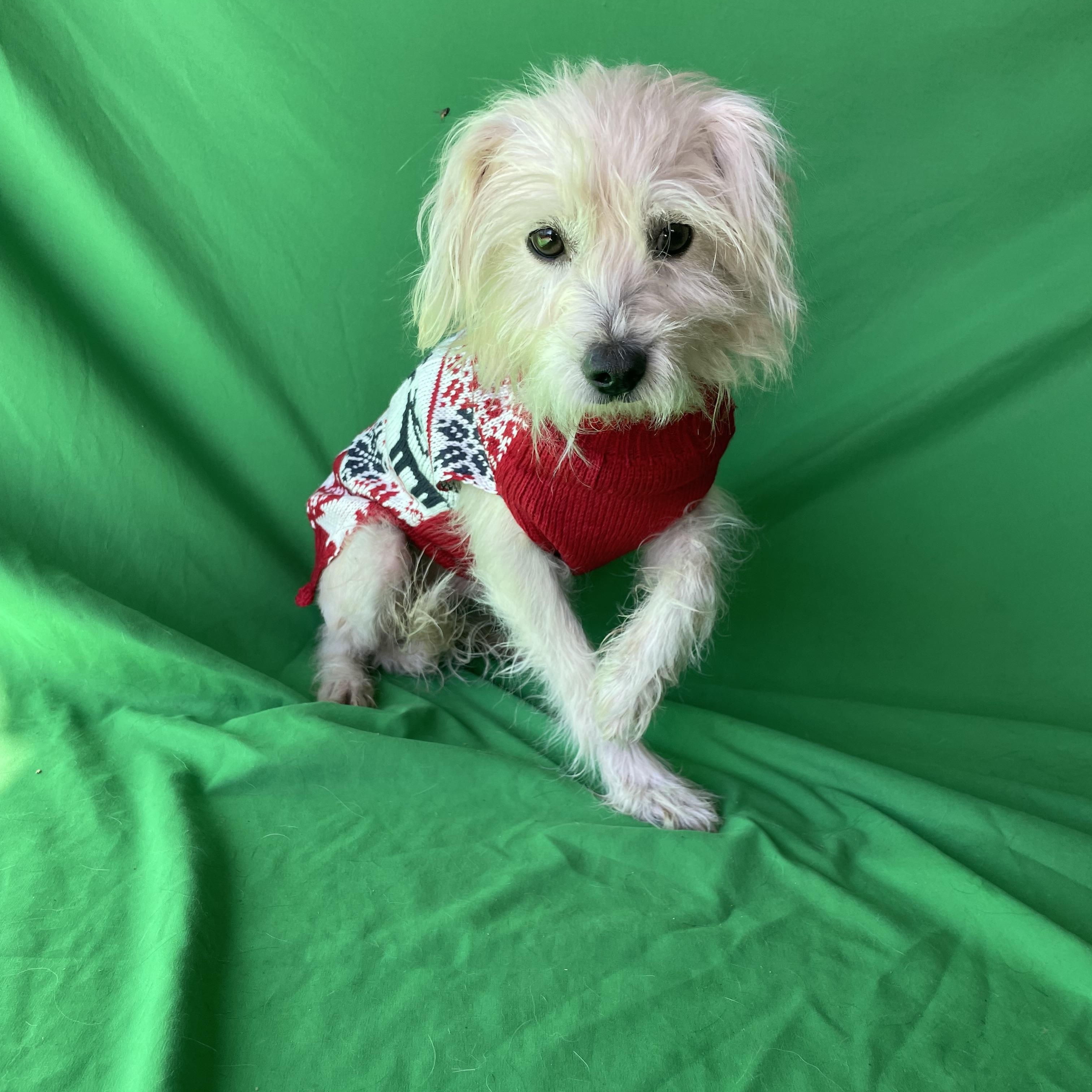 Mickey , an adopted mixed breed in Phoenix, AZ image 1/4