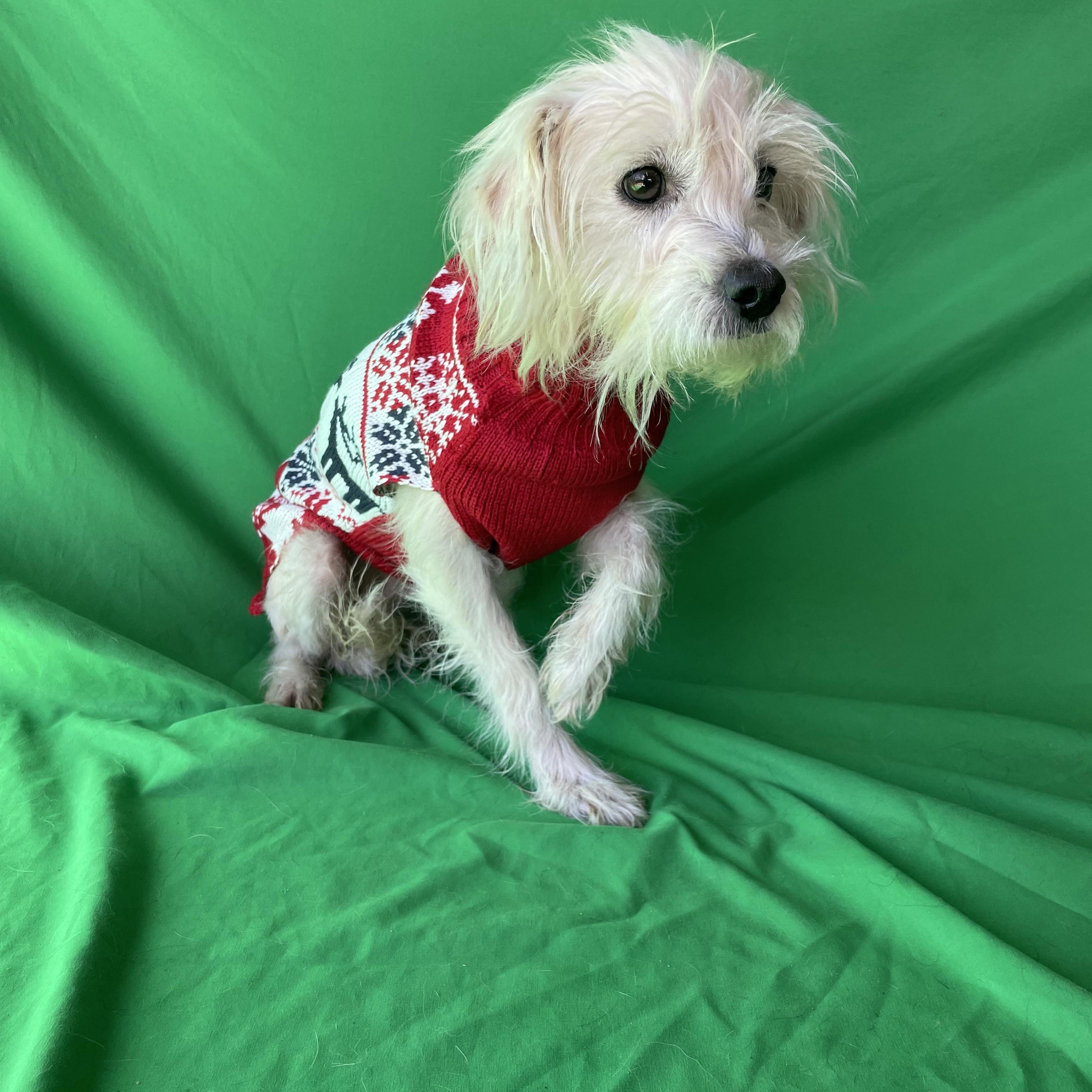 Mickey , an adopted mixed breed in Phoenix, AZ image 2/4