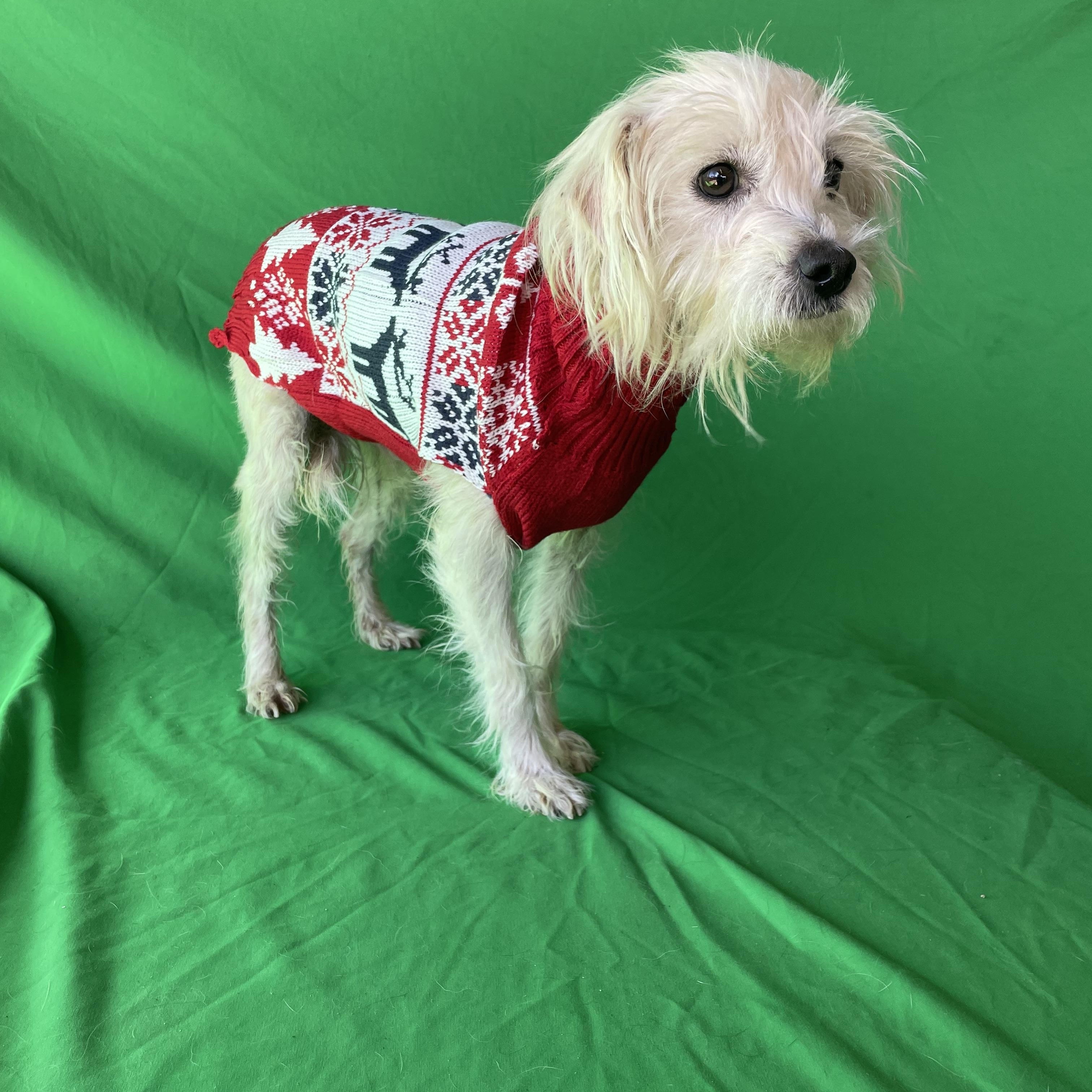 Mickey , an adopted mixed breed in Phoenix, AZ image 3/4