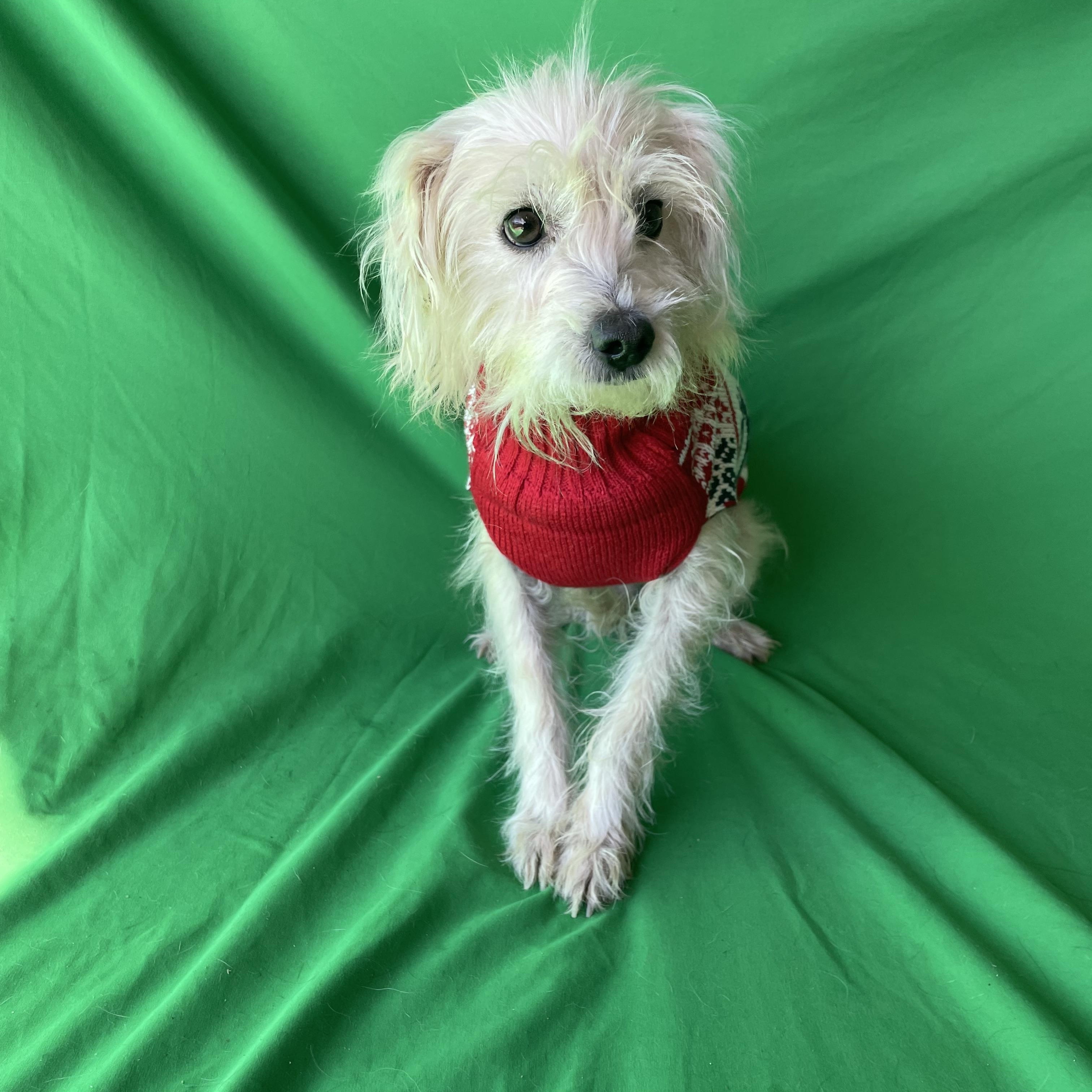 Mickey , an adopted mixed breed in Phoenix, AZ image 4/4
