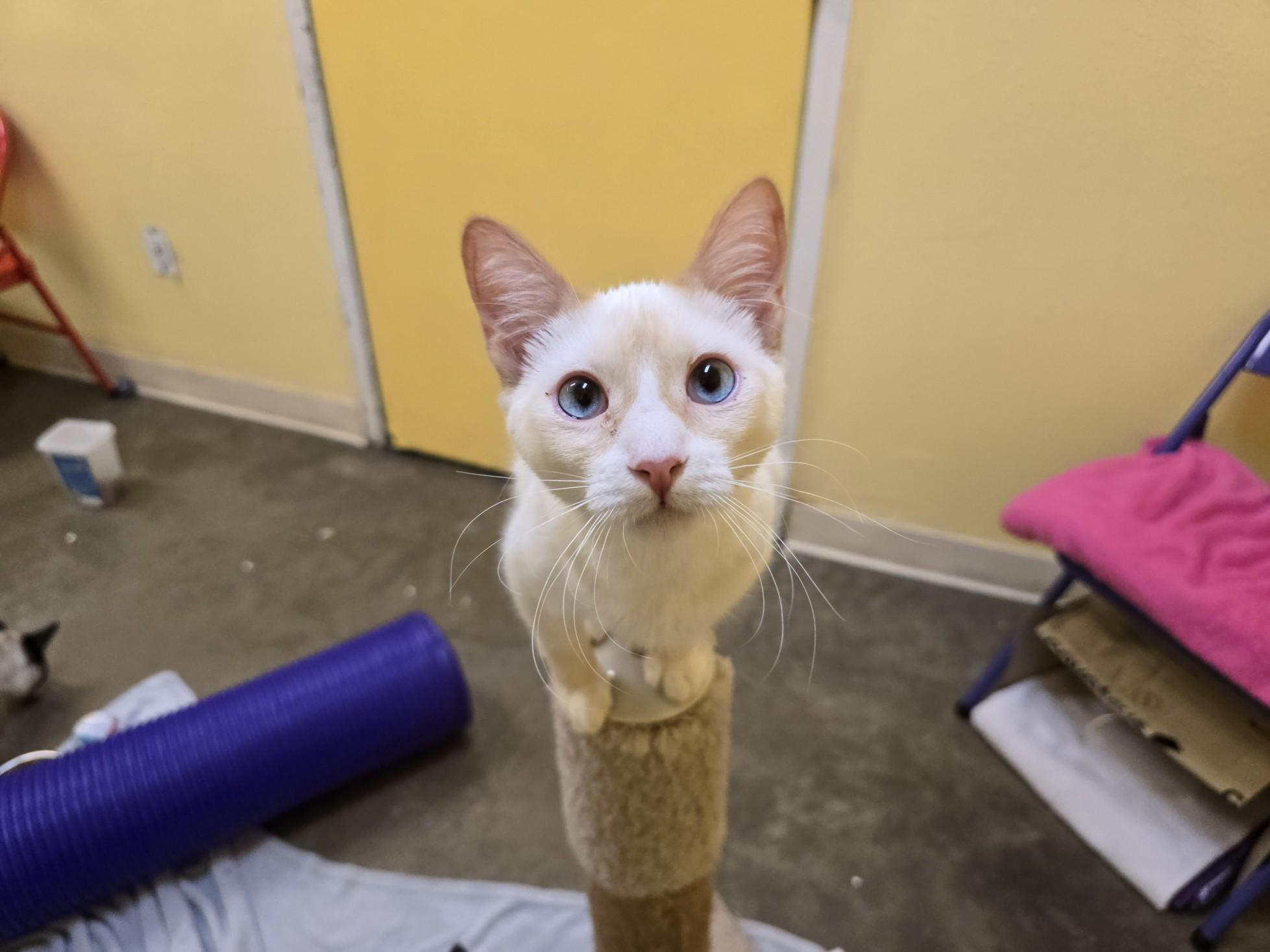 Angelina Ballerina