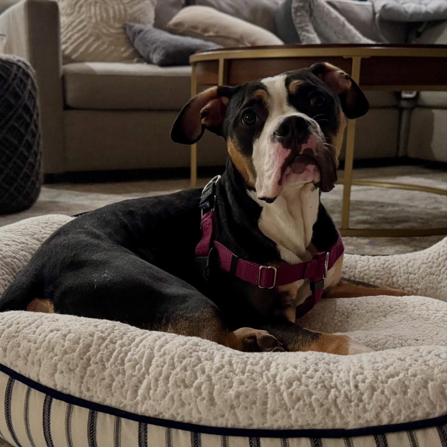 Enlarge Linus, a ADOPTABLE mixed breed in Waxhaw, NC image 3/3