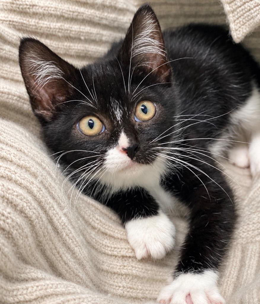 Flower, Adoptable, Kitten Female Domestic Short Hair.