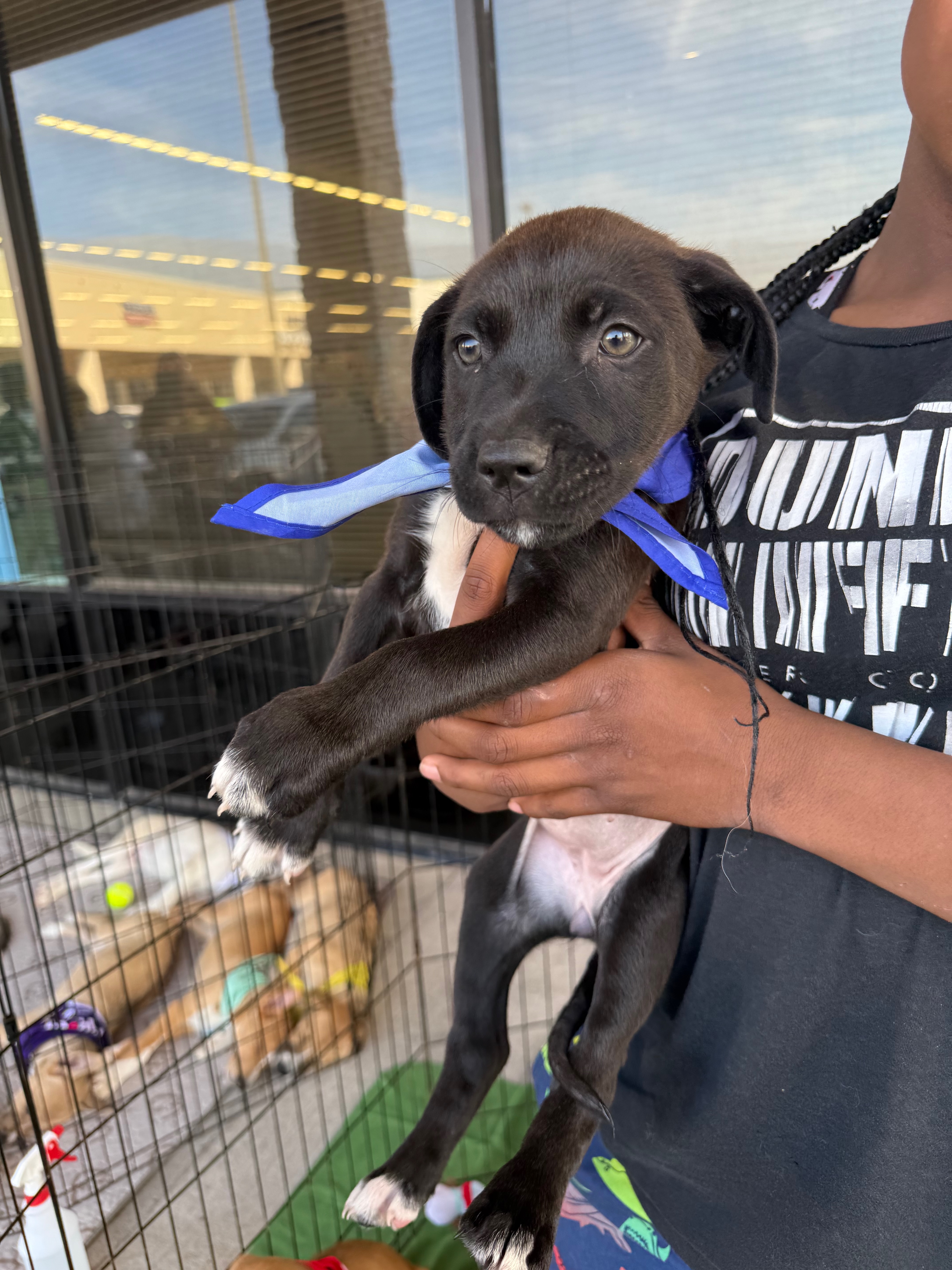 Enlarge Rose - CO, a Adoptable mixed breed in Denver, CO image 3/5