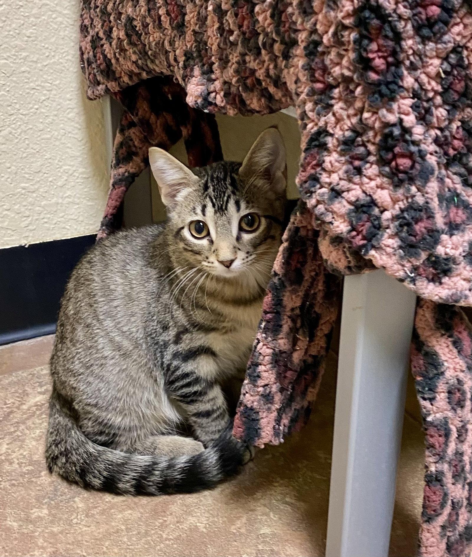Mars, Adoptable, Young Male Domestic Short Hair & Tabby.