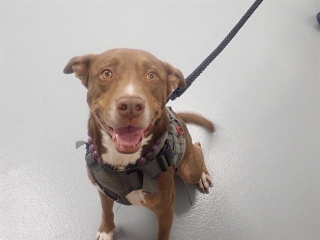 HUNTER, Adoptable, Adult Male Mixed Breed.