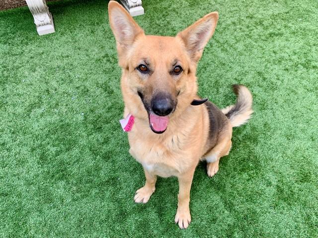 ELEANOR, Adoptable, Adult Female German Shepherd Dog & Mixed Breed.