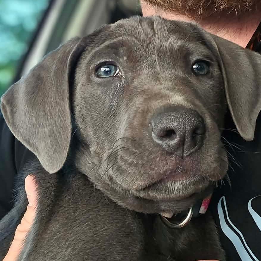 Enlarge Rue, a ADOPTABLE American Staffordshire Terrier in Wando, SC image 2/6