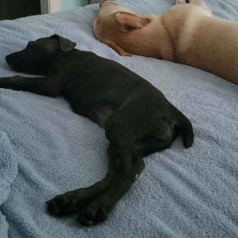 Enlarge Rue, a ADOPTABLE American Staffordshire Terrier in Wando, SC image 6/6