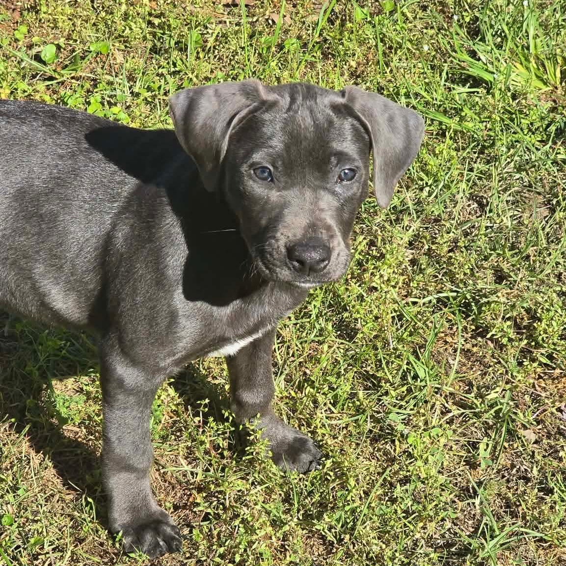 Rue, ADOPTABLE, Puppy Female American Staffordshire Terrier.