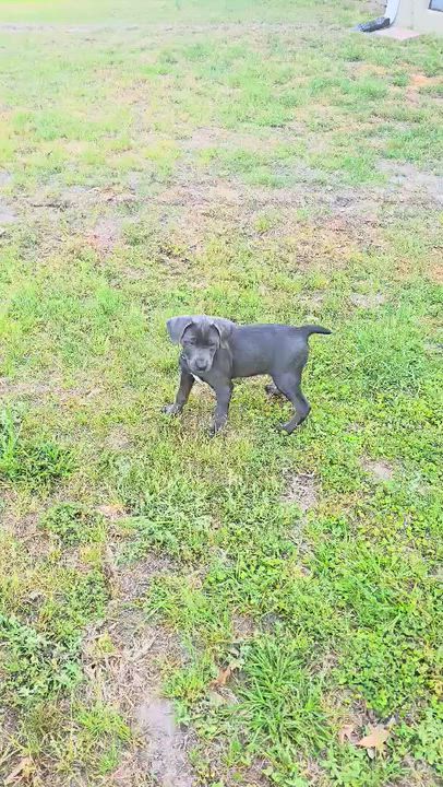 Enlarge Rue, a ADOPTABLE American Staffordshire Terrier in Wando, SC video 4/6