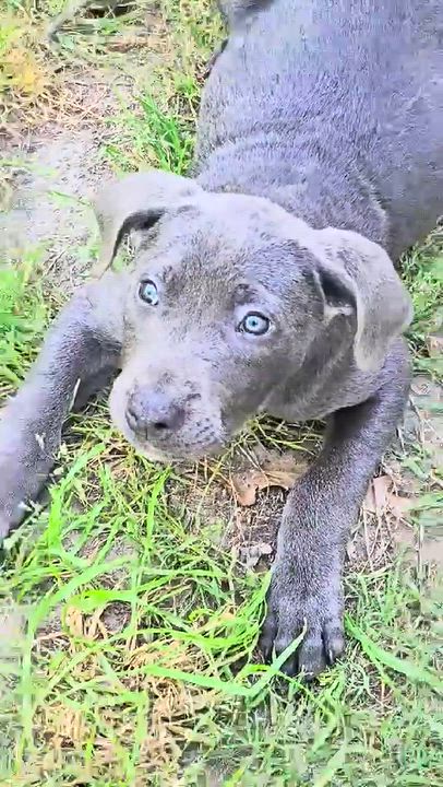 Enlarge Rue, a ADOPTABLE American Staffordshire Terrier in Wando, SC video 3/6