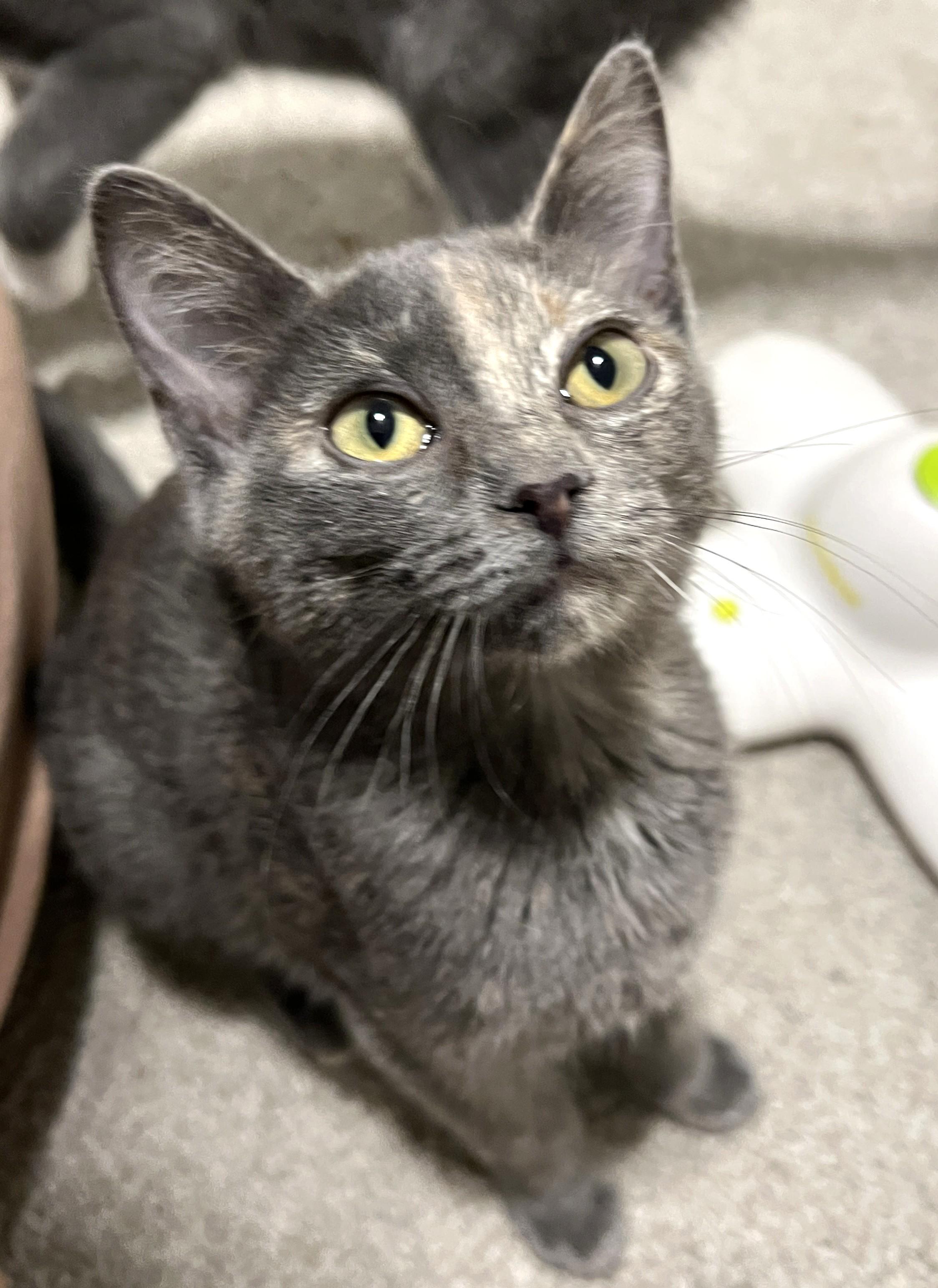 Princess Leia, adopted, Young Female Domestic Short Hair.