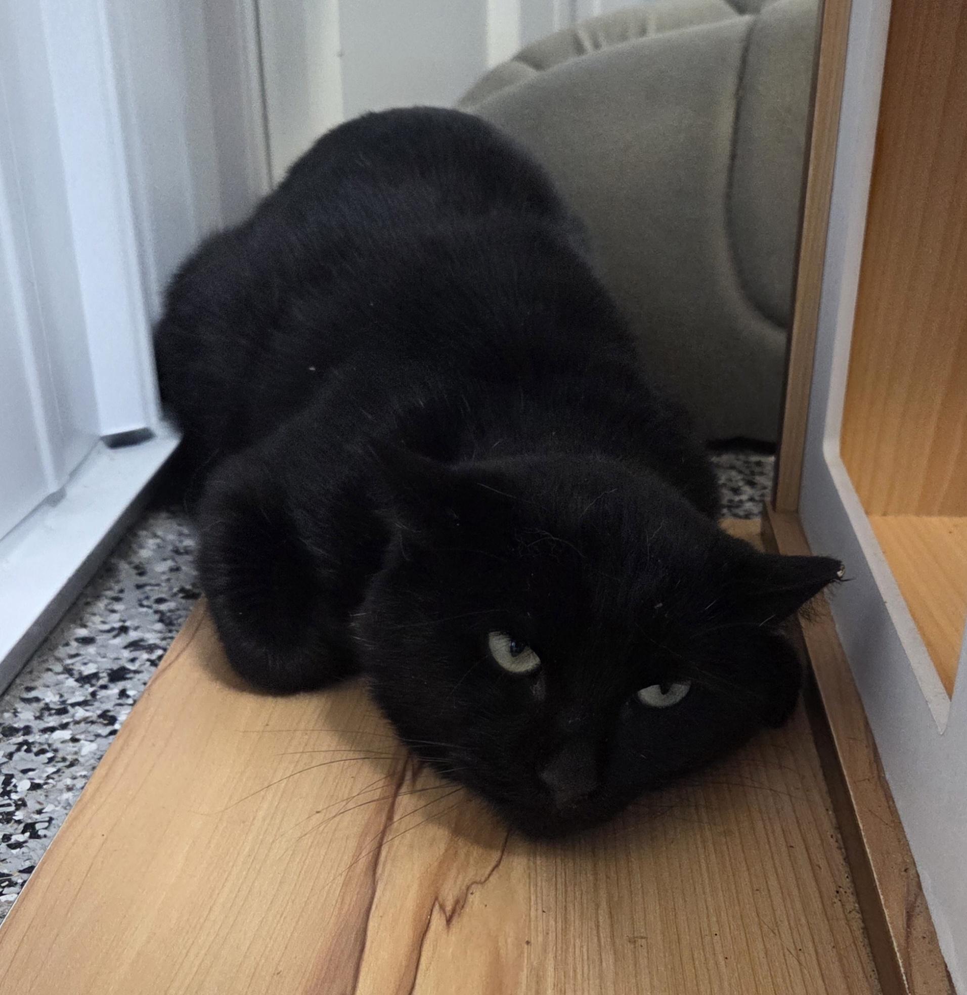 Louie, adoptable, Adult Male Domestic Short Hair.