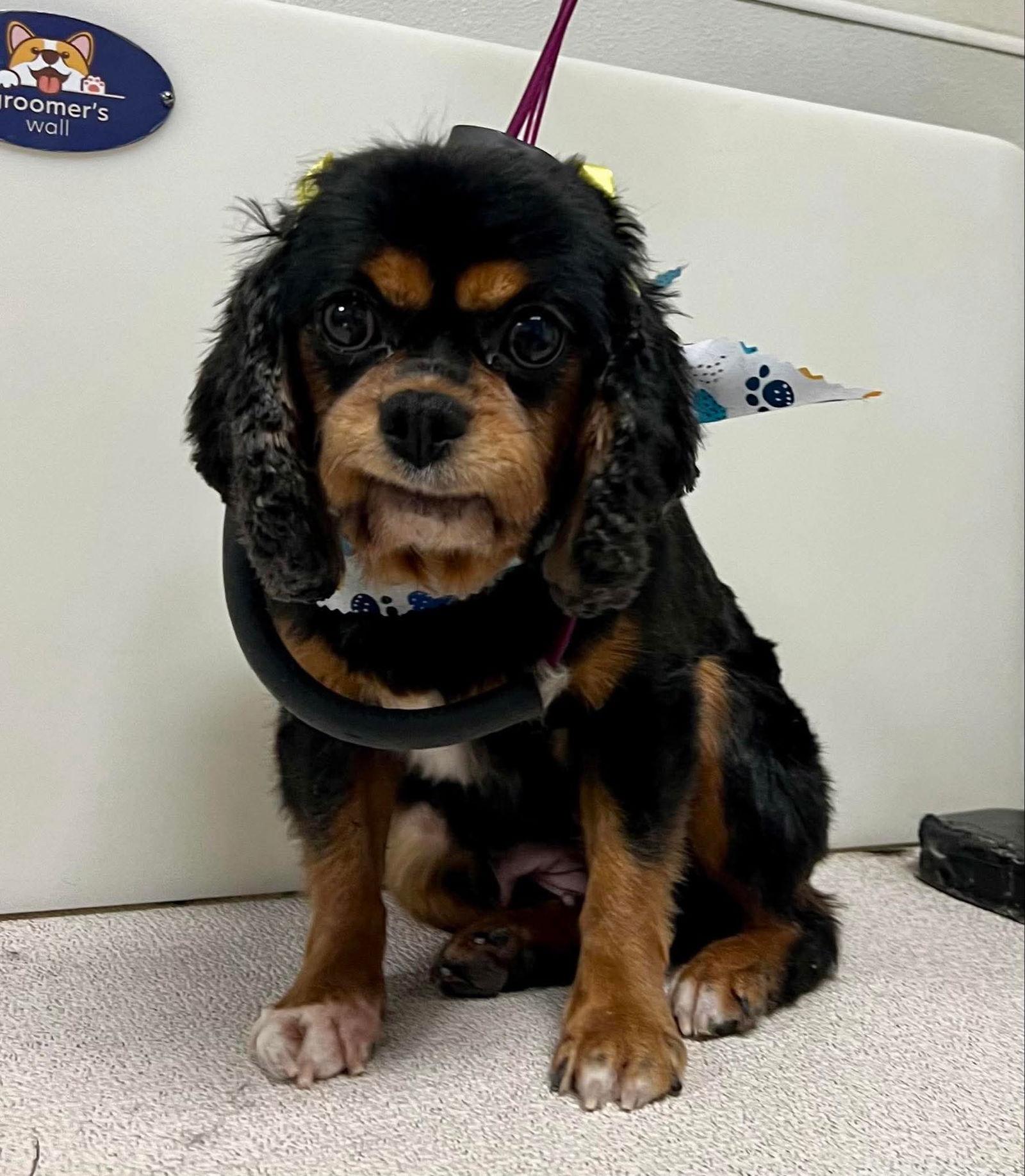 Ebony, Adoptable, Adult Female Cavalier King Charles Spaniel.