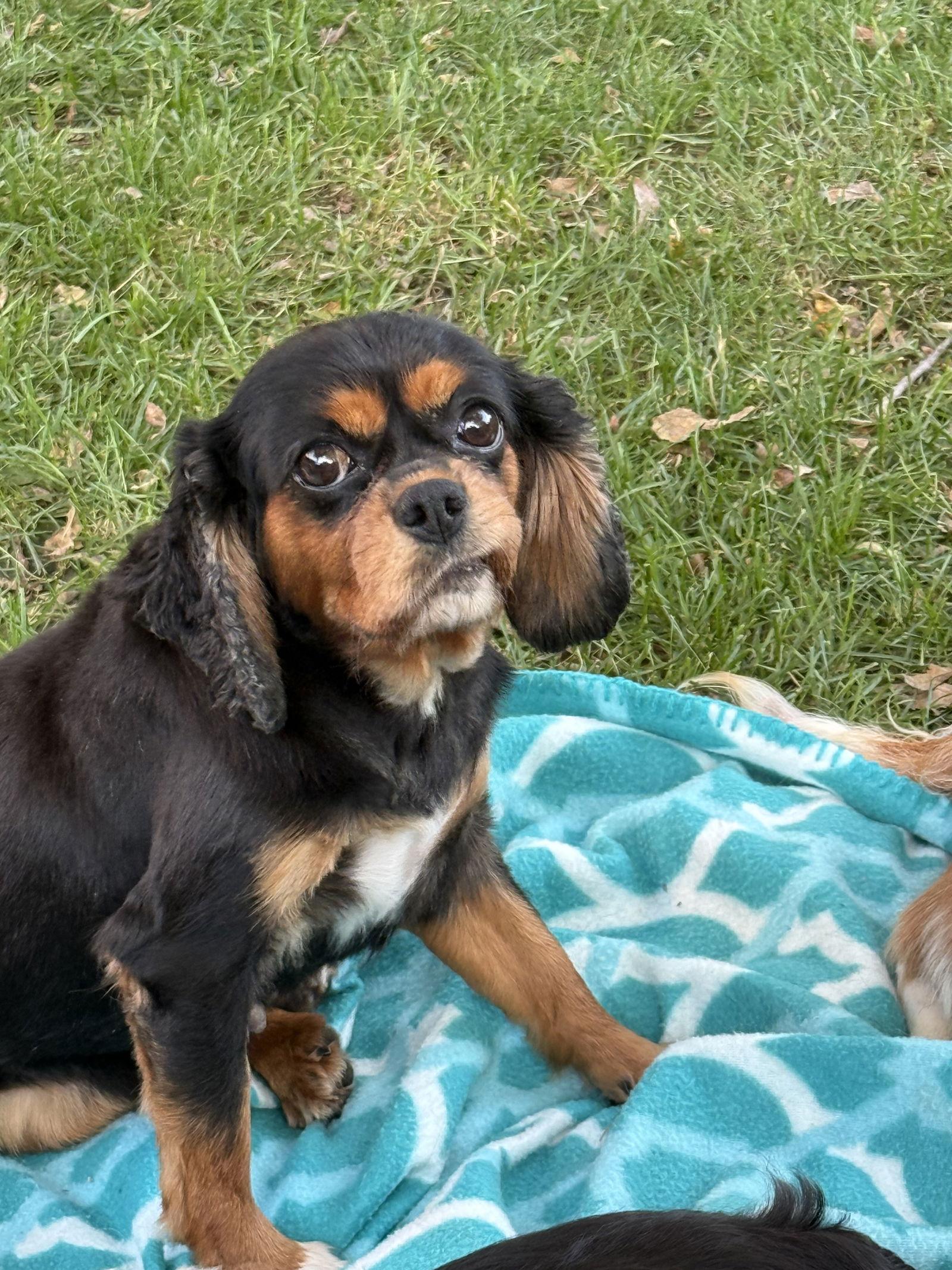 Ebony, a Adoptable Cavalier King Charles Spaniel in Brandon, SD image 2/3