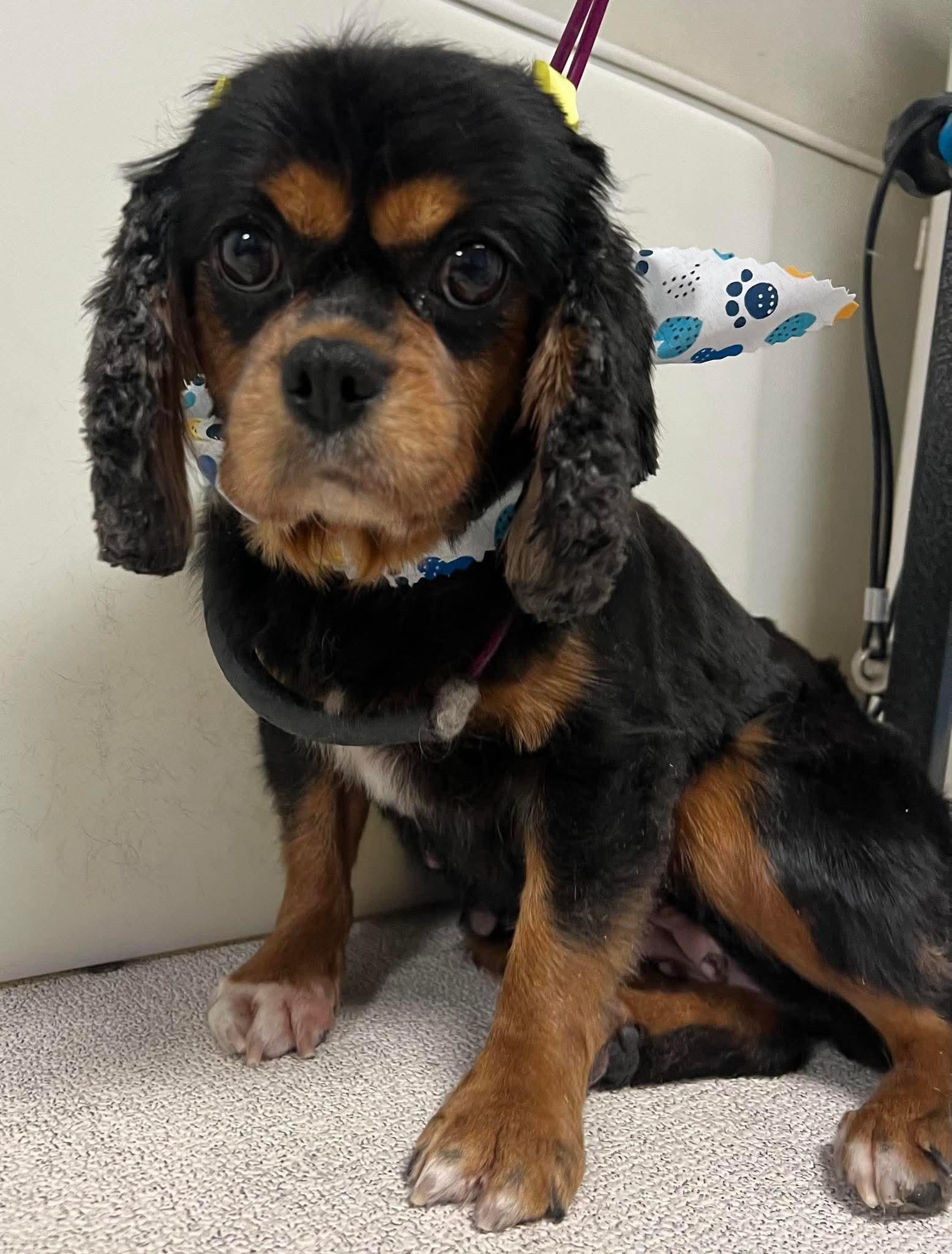 Ebony, a Adoptable Cavalier King Charles Spaniel in Brandon, SD image 3/3