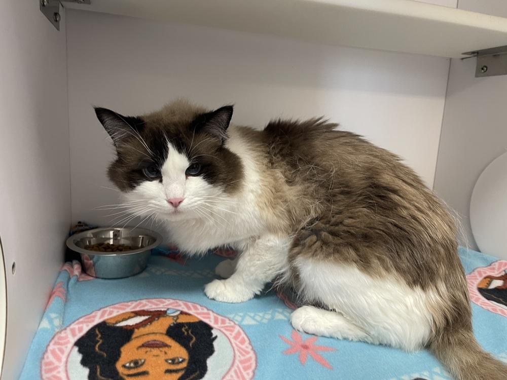 Lennox, Adoptable, Senior Male Ragdoll.
