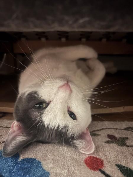 Jinkx, Adoptable, Adult Female Domestic Short Hair.