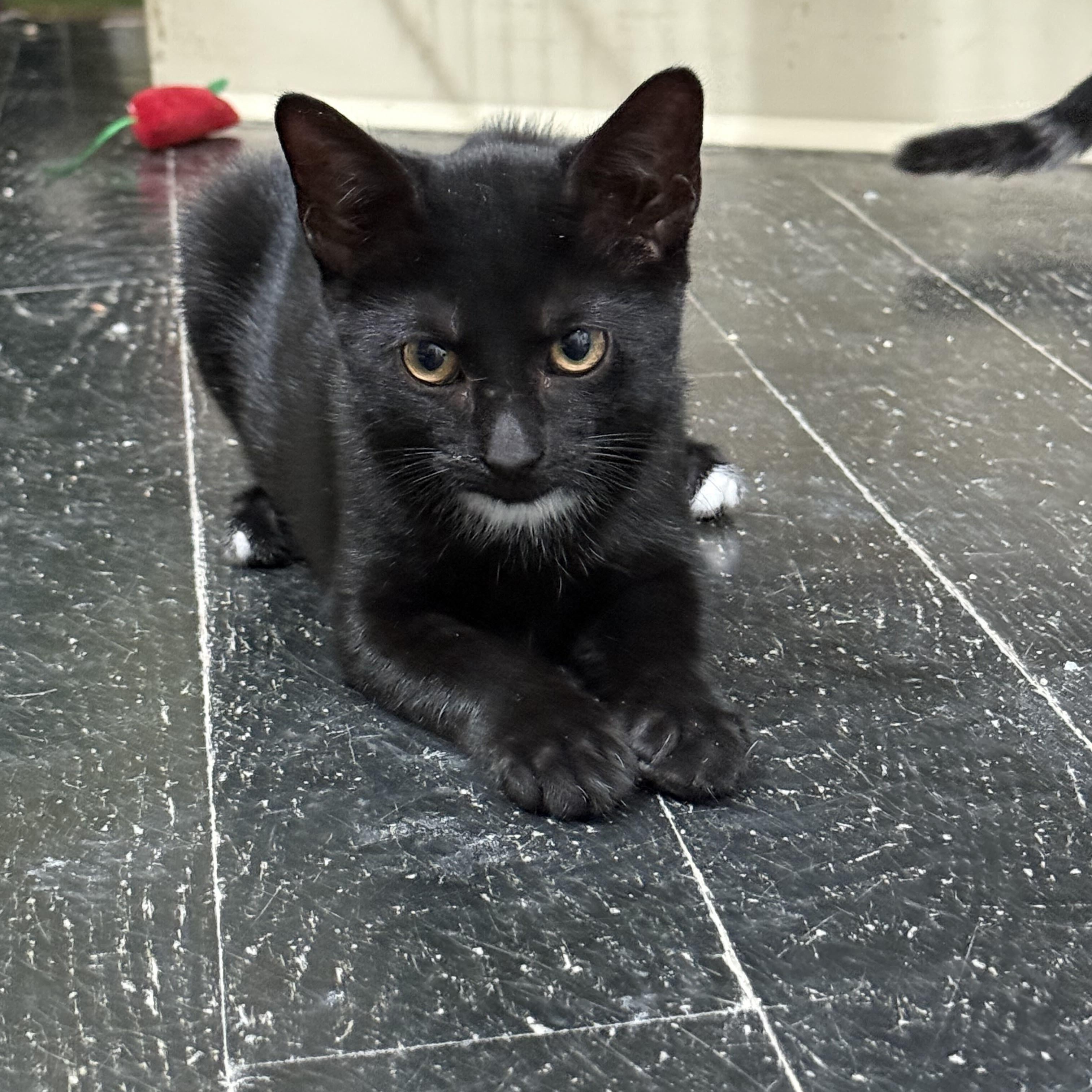 Enlarge Boone, a ADOPTABLE Domestic Short Hair in East Brunswick, NJ image 4/6