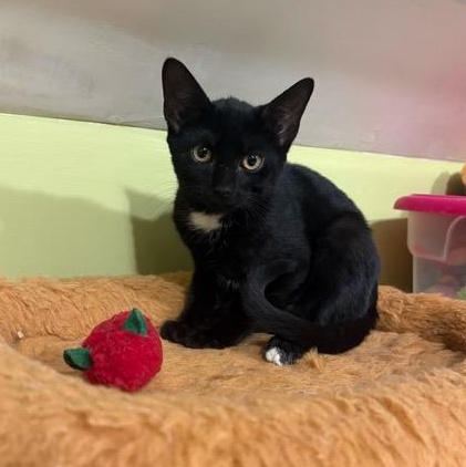 Enlarge Boone, a ADOPTABLE Domestic Short Hair in East Brunswick, NJ image 5/6