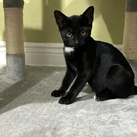 Enlarge Boone, a ADOPTABLE Domestic Short Hair in East Brunswick, NJ image 1/6