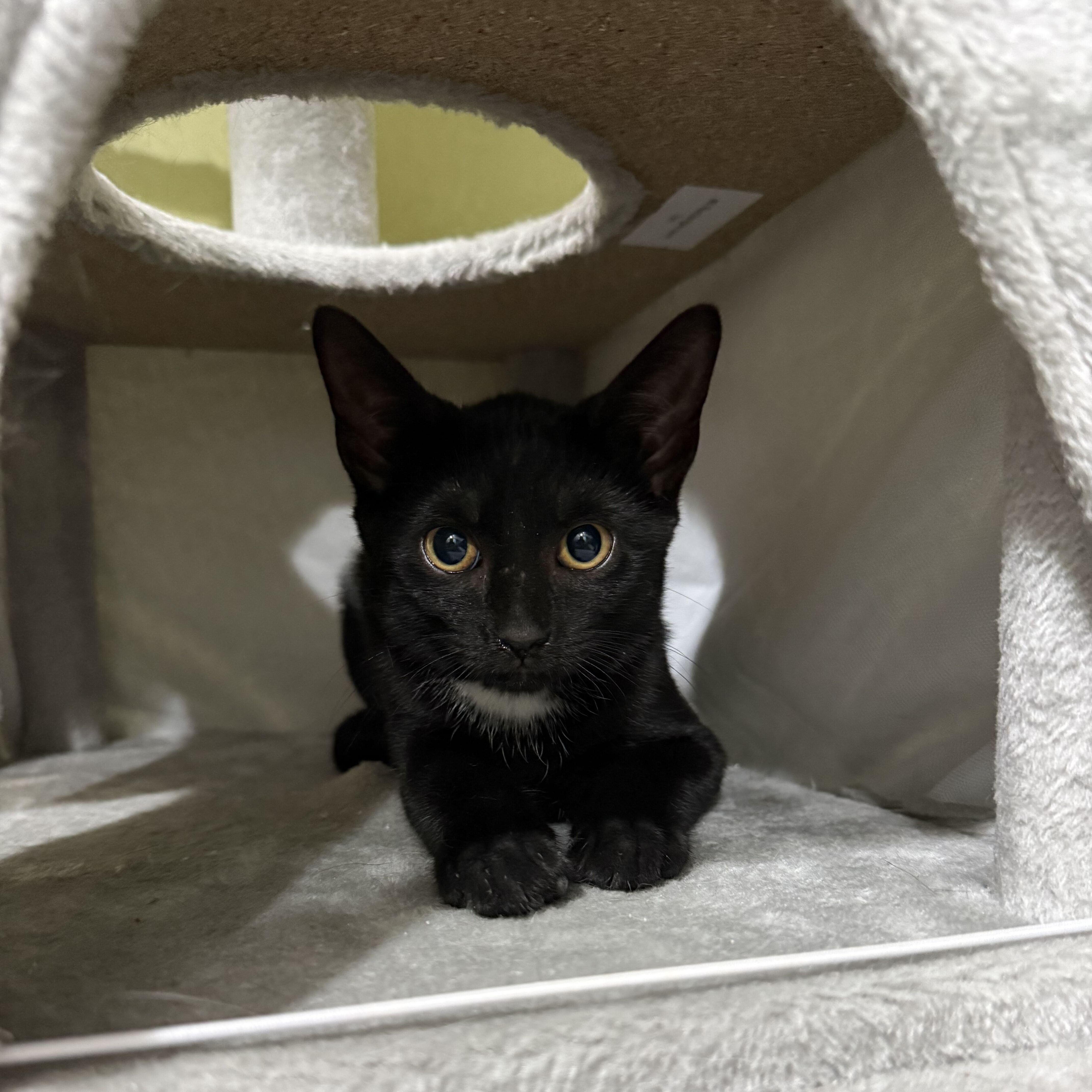 Enlarge Boone, a ADOPTABLE Domestic Short Hair in East Brunswick, NJ image 2/6