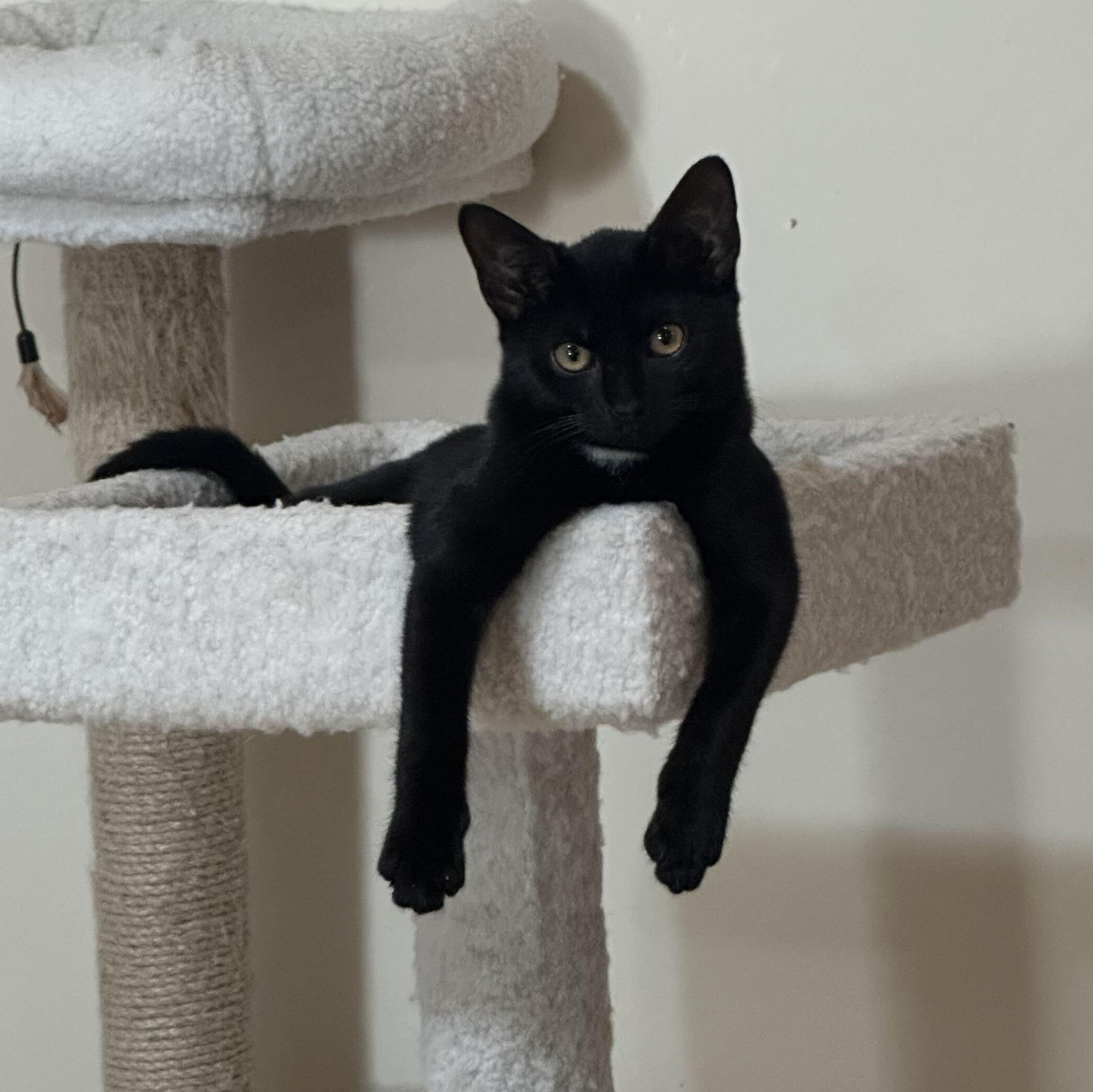 Enlarge Boone, a ADOPTABLE Domestic Short Hair in East Brunswick, NJ image 6/6