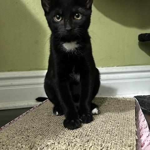 Enlarge Boone, a ADOPTABLE Domestic Short Hair in East Brunswick, NJ image 3/6