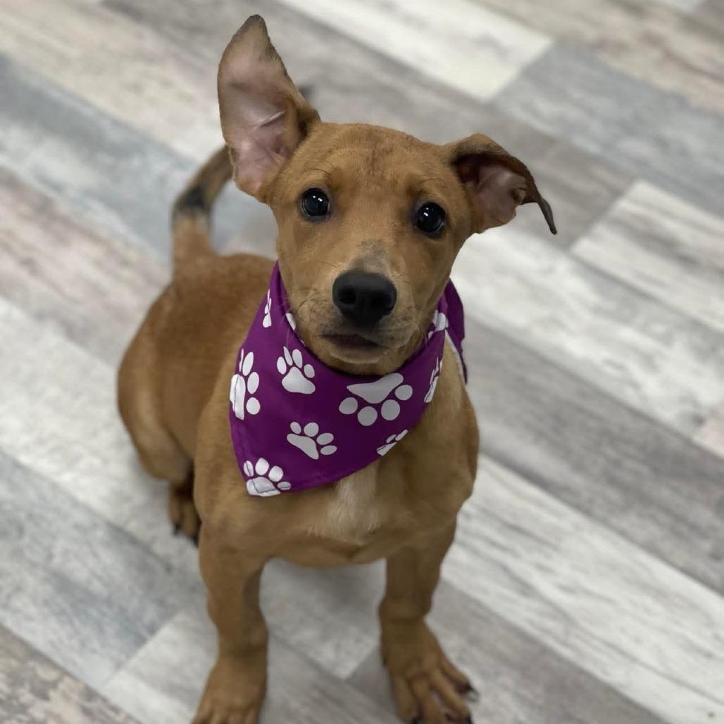 Jill, a Adoptable Mixed Breed in Lufkin, TX image 1/3