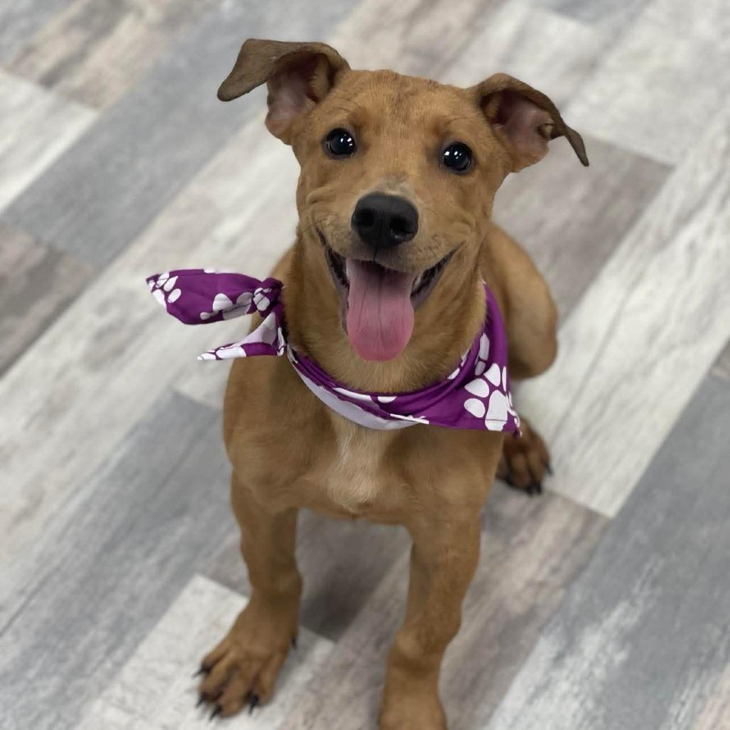 Jill, a Adoptable Mixed Breed in Lufkin, TX image 2/3