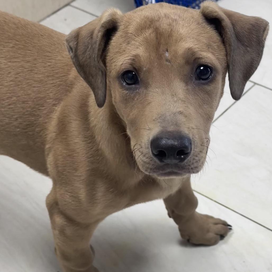 Jill, a Adoptable Mixed Breed in Lufkin, TX image 3/3