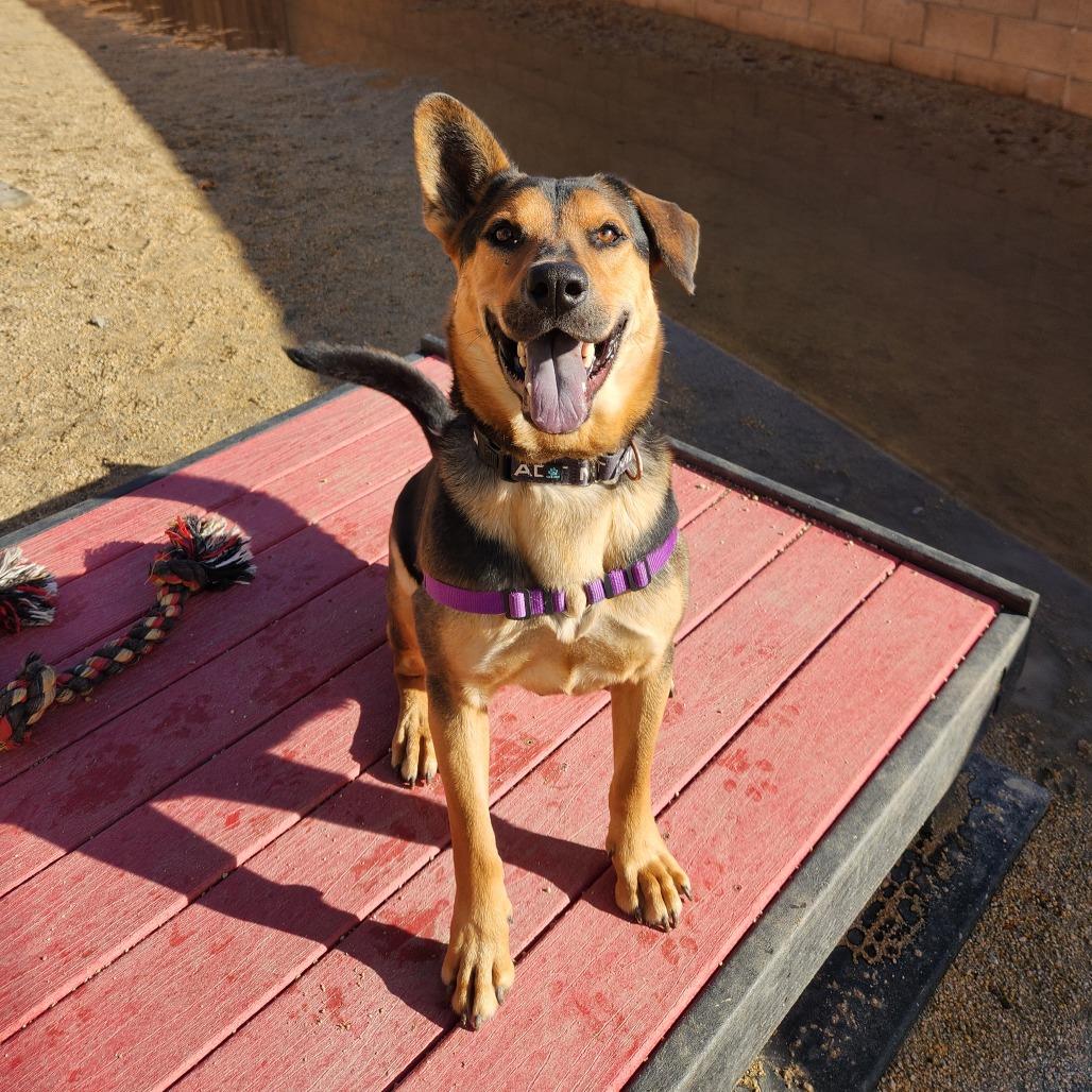 Maverick, Adoptable, Adult Male German Shepherd Dog.