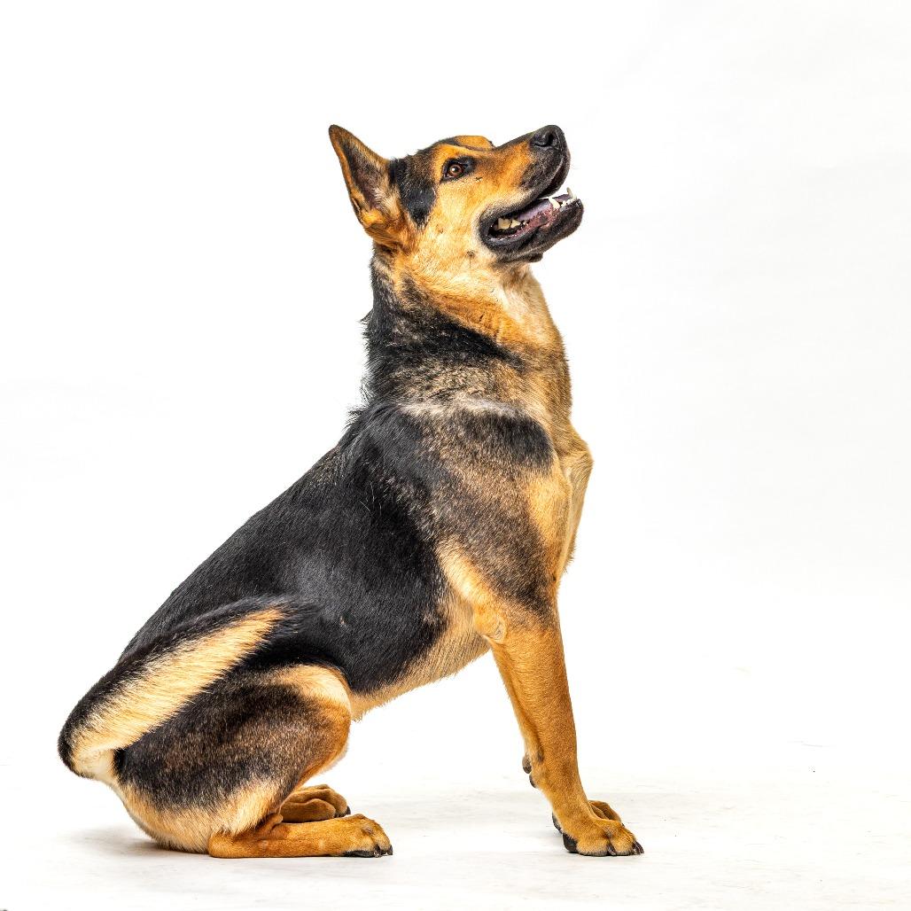 Enlarge Maverick, a Adoptable German Shepherd Dog in Reno, NV image 2/5