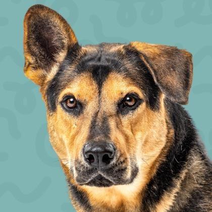 Enlarge Maverick, a Adoptable German Shepherd Dog in Reno, NV image 3/5
