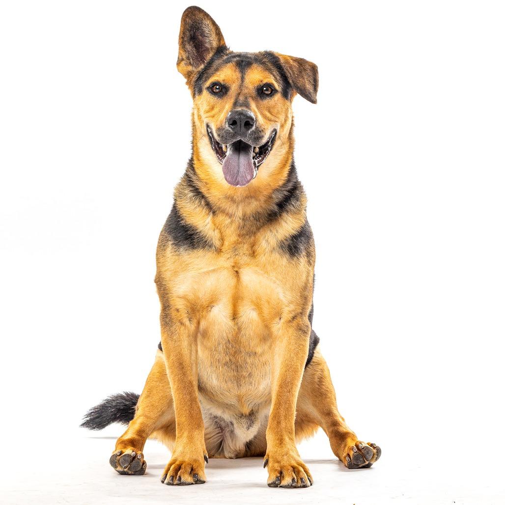 Mav, a Adoptable German Shepherd Dog in Reno, NV image 3/6