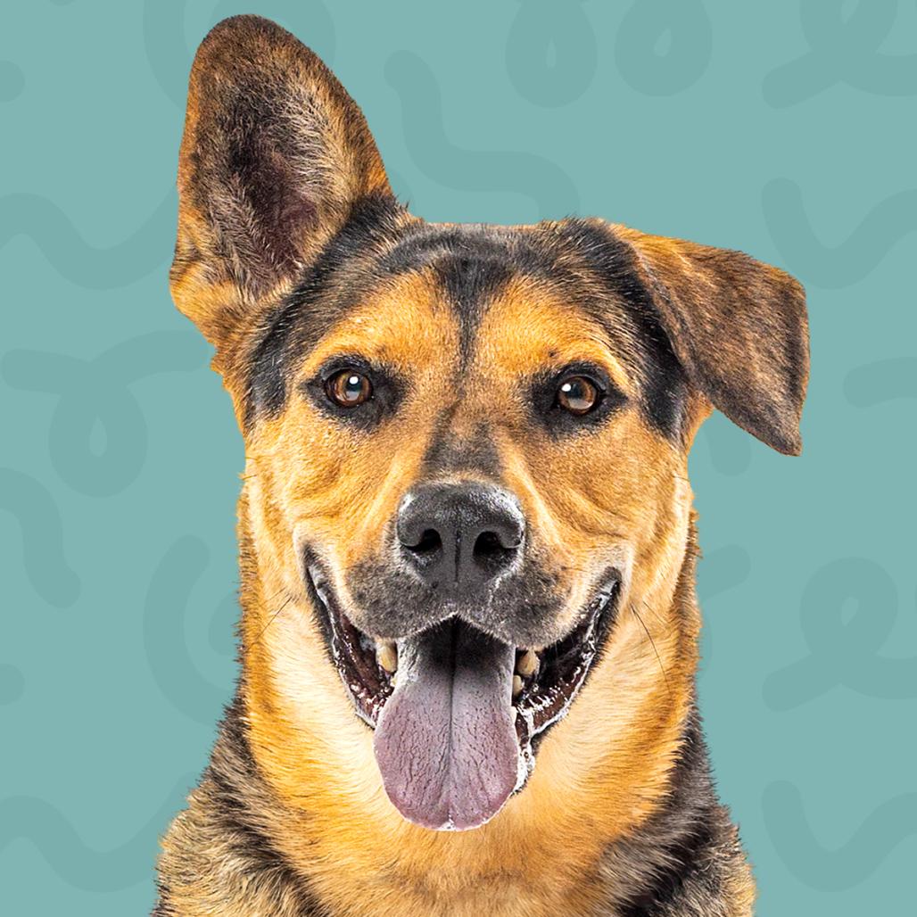 Mav, a Adoptable German Shepherd Dog in Reno, NV image 4/6