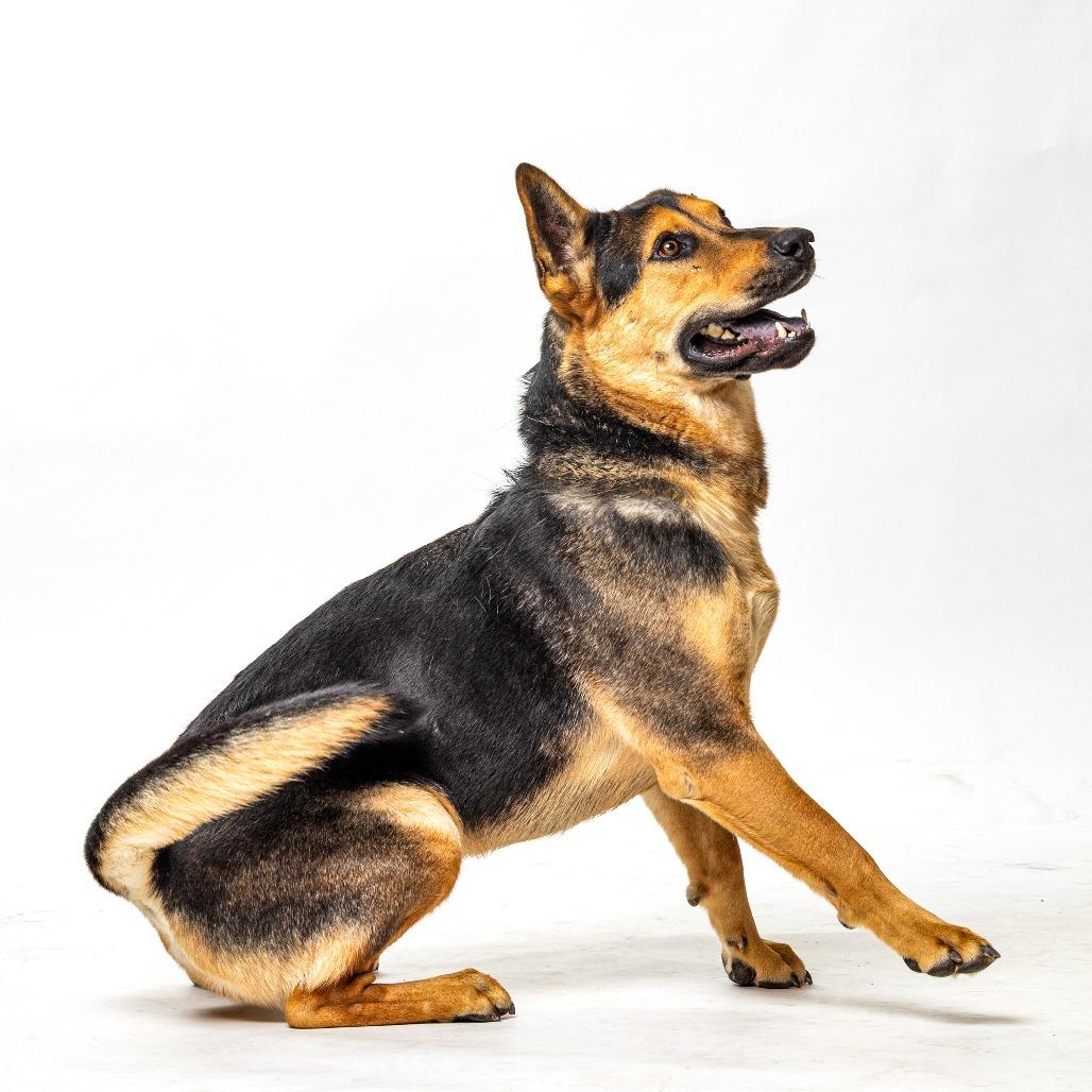 Enlarge Maverick, a Adoptable German Shepherd Dog in Reno, NV image 4/5