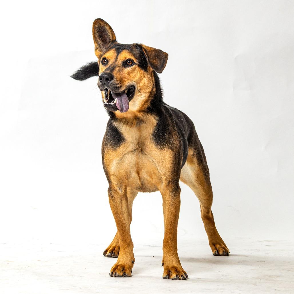 Enlarge Maverick, a Adoptable German Shepherd Dog in Reno, NV image 5/5